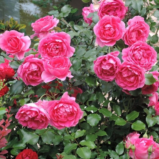 Роза Корал Даун 3