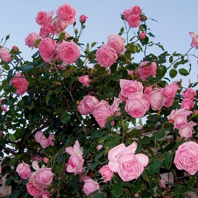 Роза Корал Даун 4