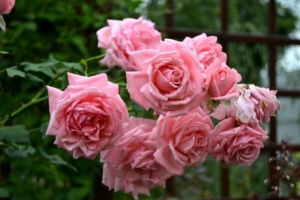 Роза Корал Даун