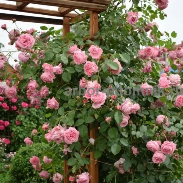 Роза Корал Даун 5