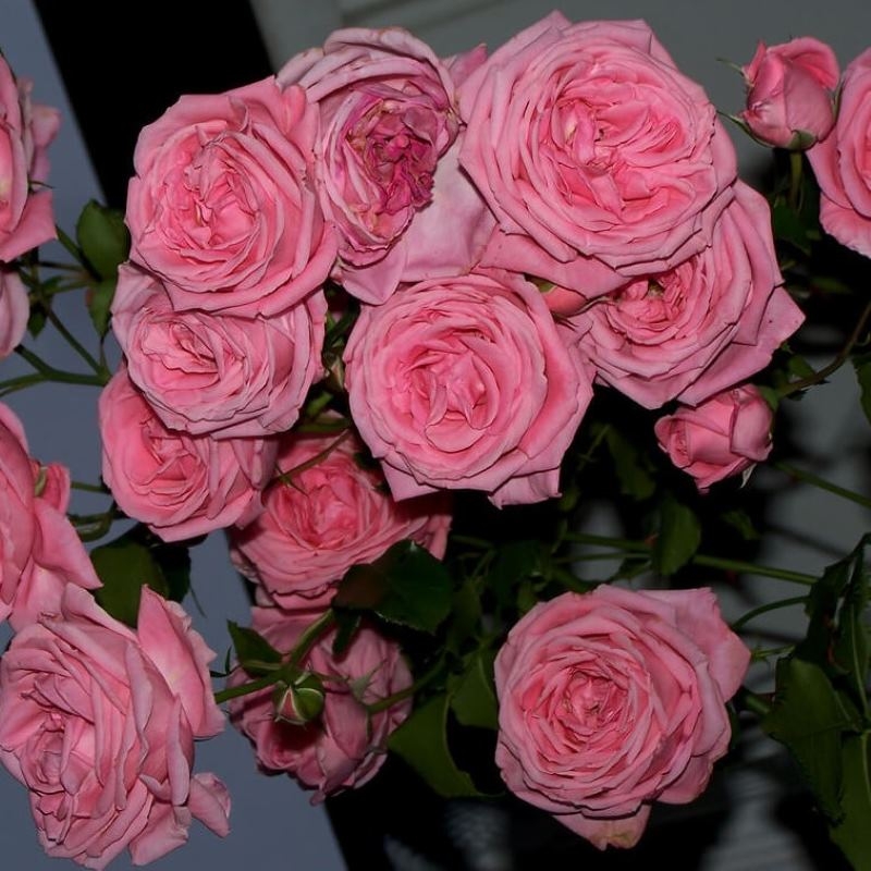 Роза Корал Даун 6