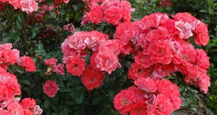 Роза Корал Дрифт 2