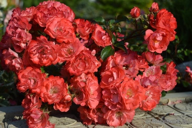 Роза Корал Дрифт 3