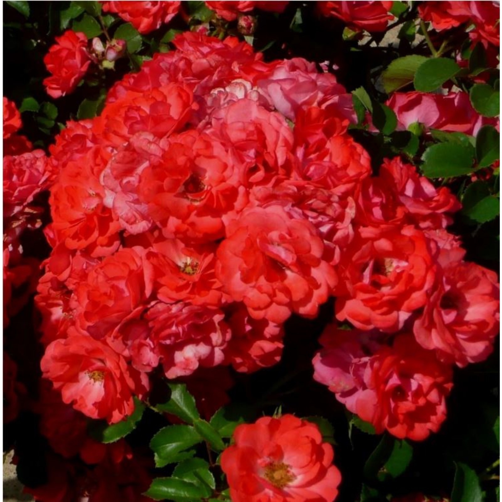 Роза Корал Дрифт 4