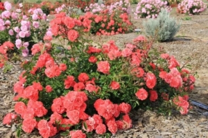 Роза Корал Дрифт