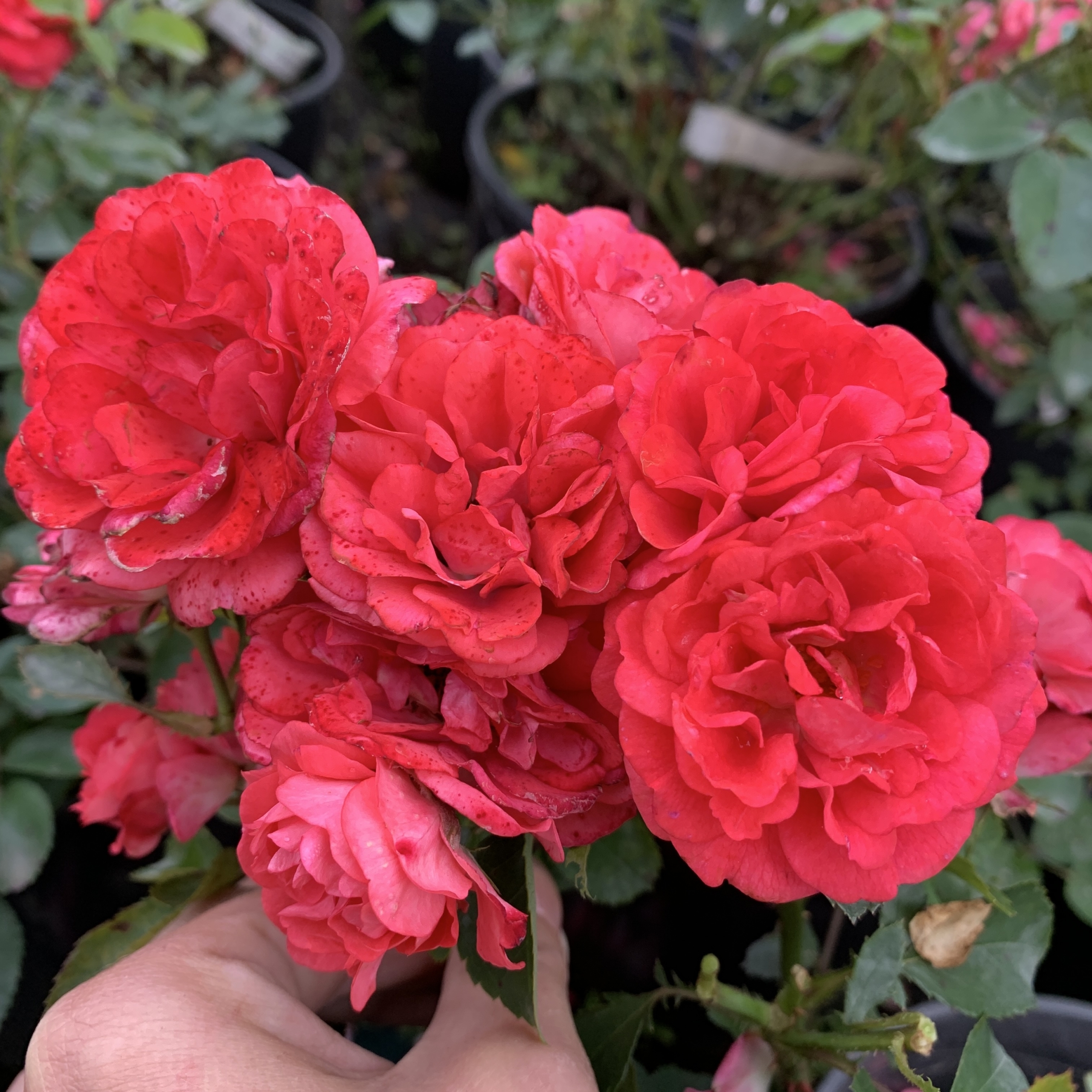 Роза Корал Дрифт 5