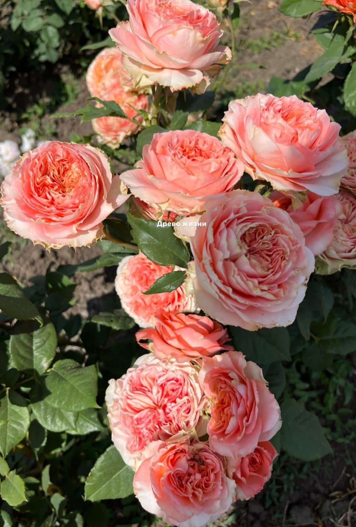 Роза Корал Экспрешн 2