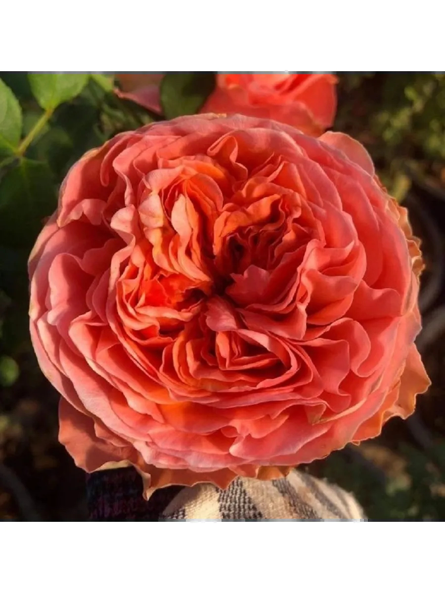 Роза Корал Экспрешн