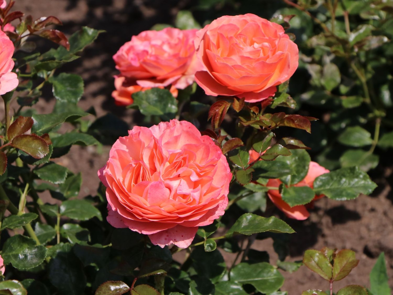 Роза Корал Лионс-Роуз 4