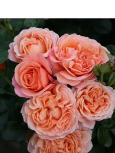 Роза Корал Лионс-Роуз