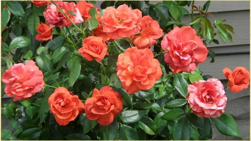 Роза Корал Лионс-Роуз 5