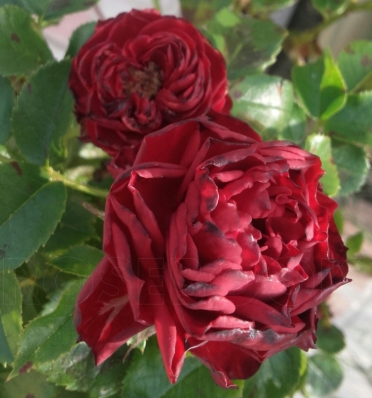 Роза Корал Пикси 2