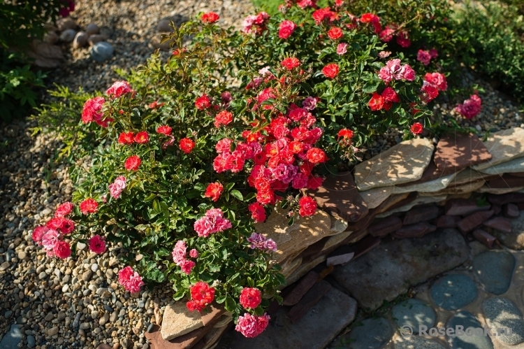 Роза Корал Пикси 3