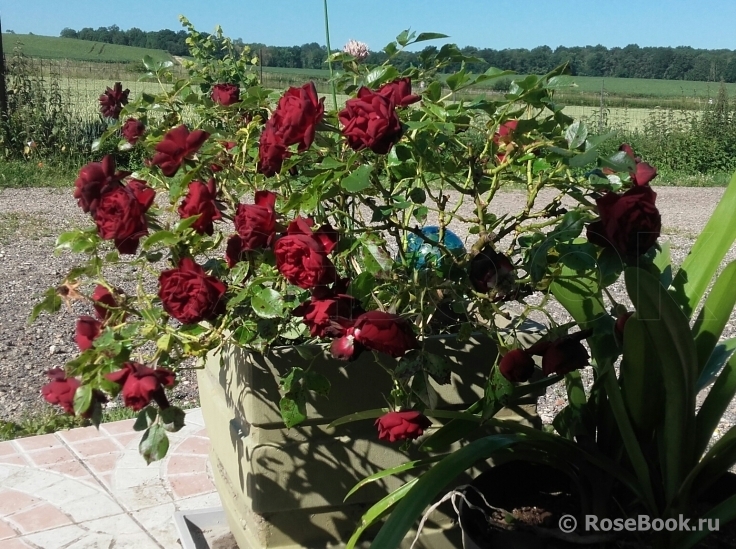 Роза Корал Пикси 5