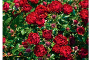 Роза Корал Пикси