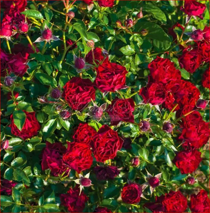 Роза Корал Пикси 4