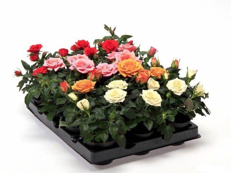 Роза Кордана Микс 2