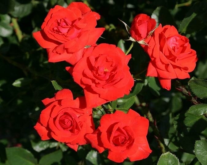 Роза Кордес Бриллиант 3