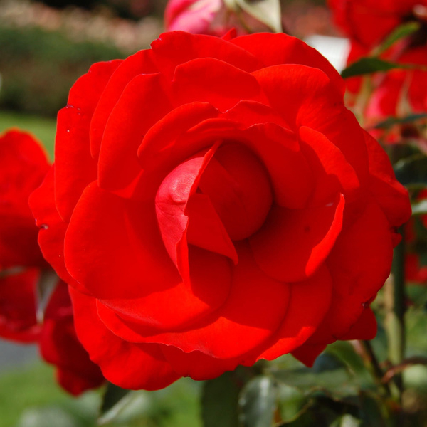 Роза Кордес Бриллиант 4