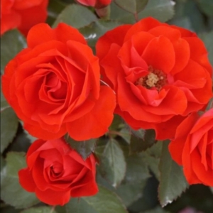 Роза Кордес Бриллиант