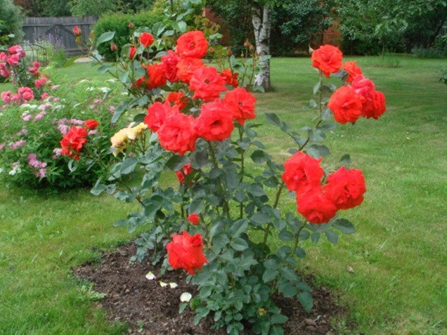 Роза Кордес Бриллиант 5