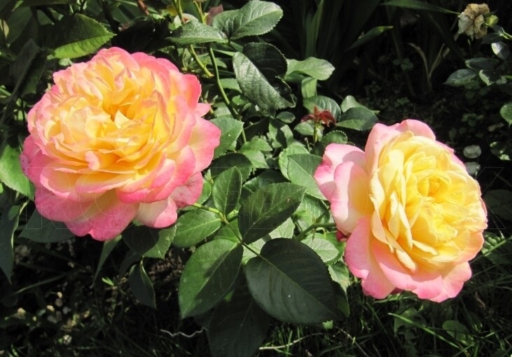 Роза Кордес Юбилей