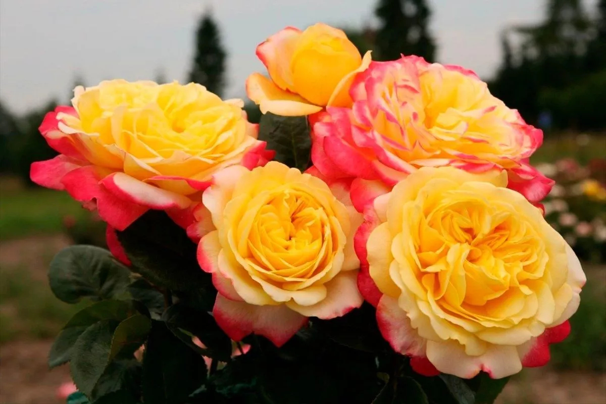 Роза Кордес Юбилей 5