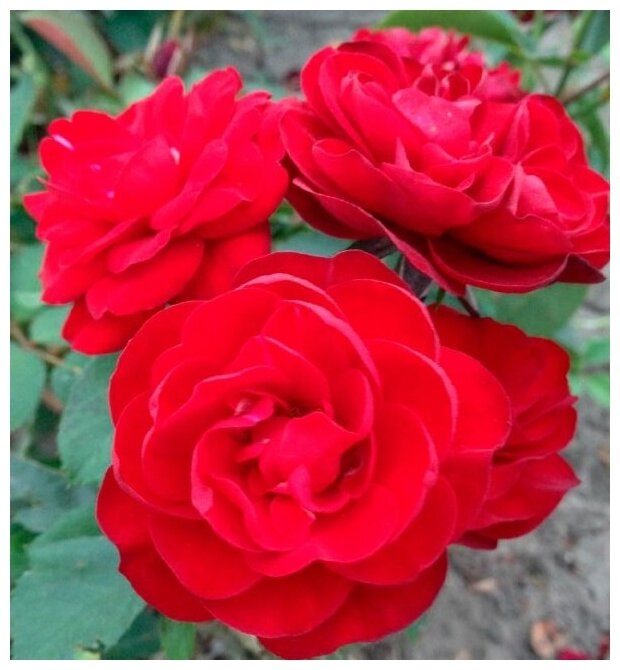 Роза Кордула 2