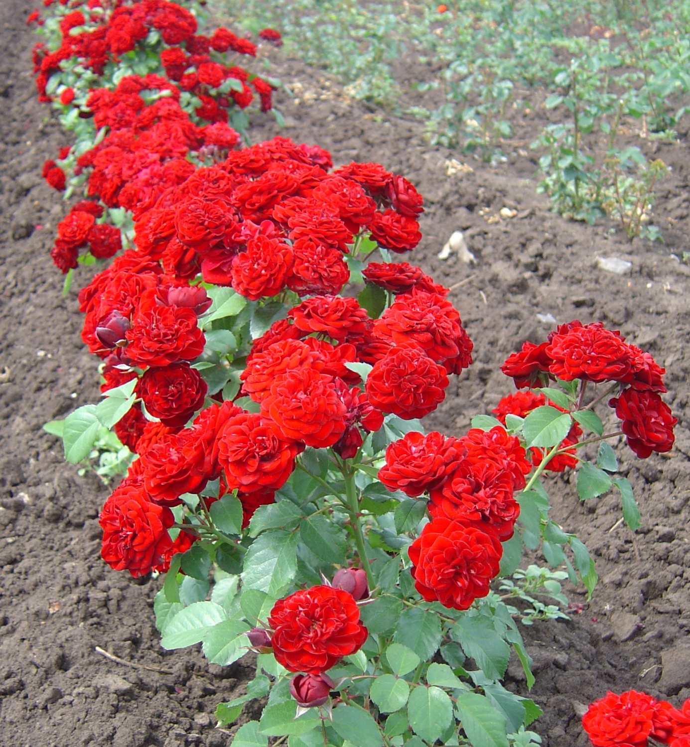 Роза Кордула 3