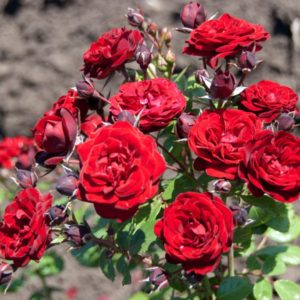 Роза Кордула