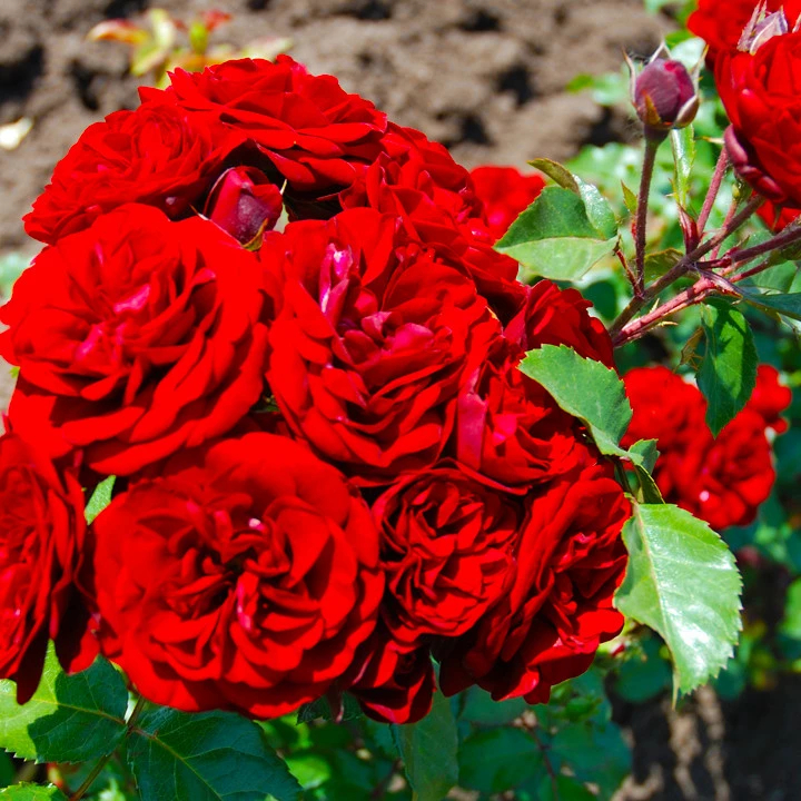 Роза Кордула 4