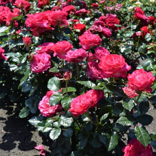 Роза Корфу 2