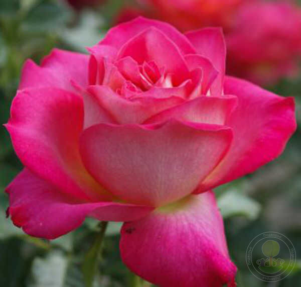 Роза Корфу 3