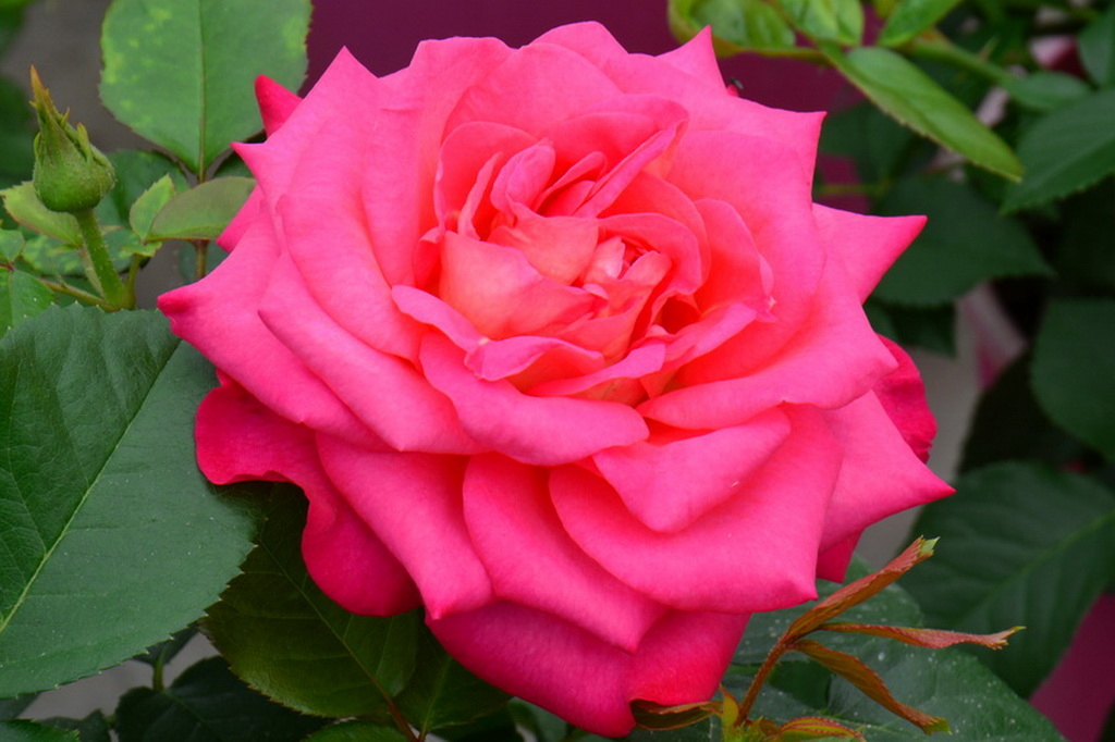 Роза Корфу 4