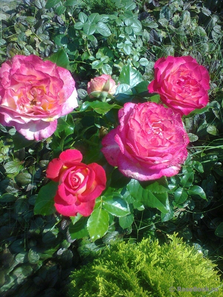 Роза Корфу 5