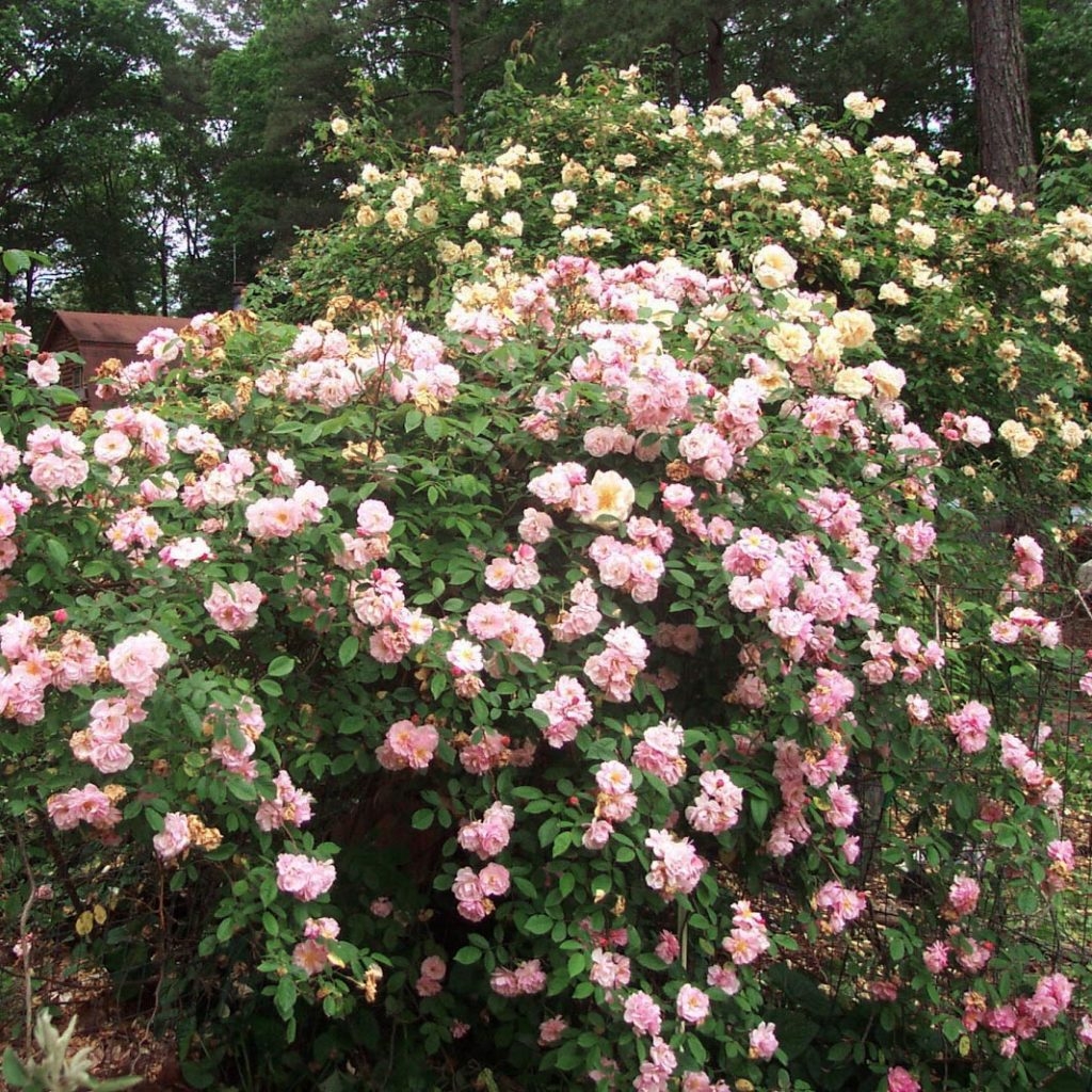 Роза Корнелия 2