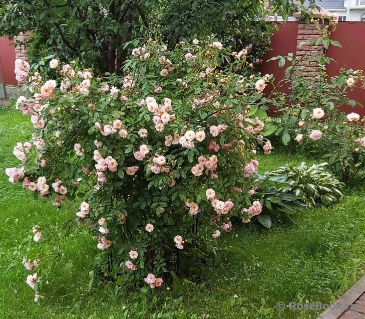 Роза Корнелия 3