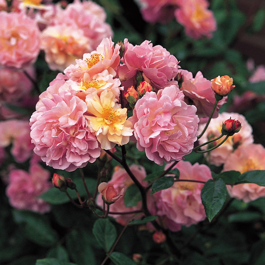 Роза Корнелия 4