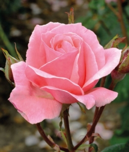 Роза Королева красоты