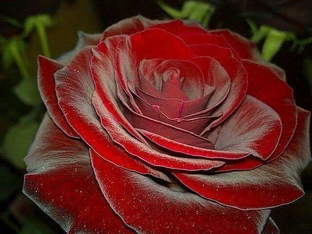 Роза Королевский бархат 3