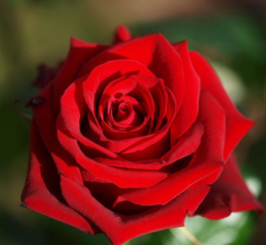 Роза Королевский бархат