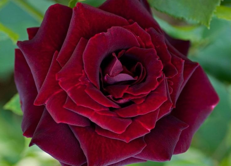 Роза Королевский бархат 5