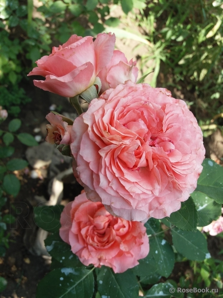 Роза Корона 3