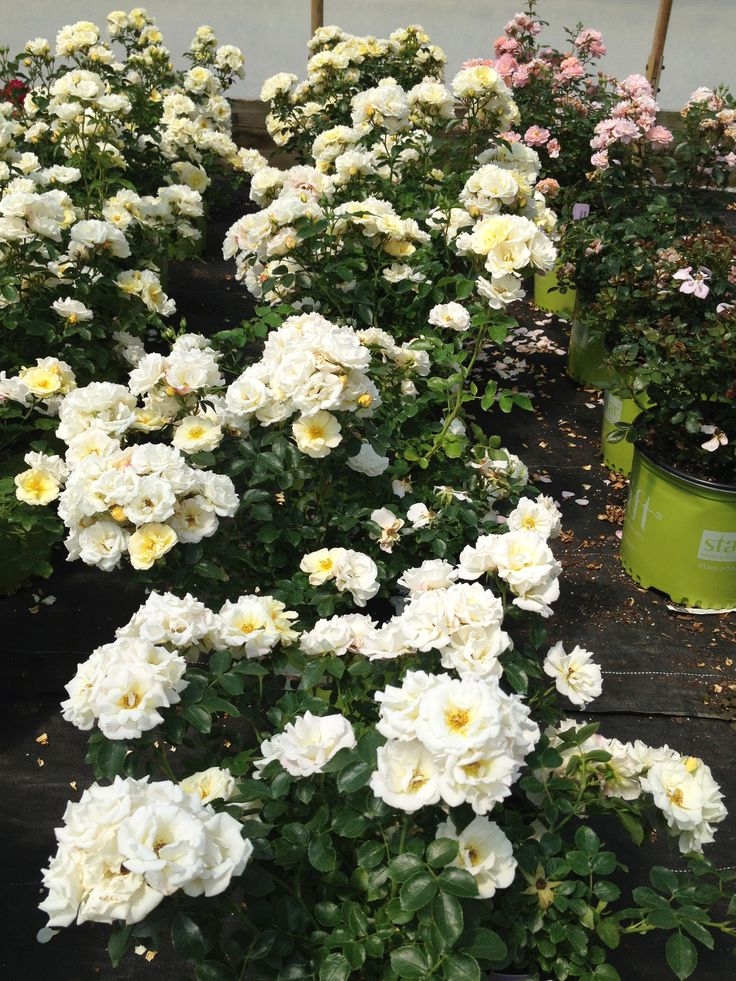 Роза Корснода 3