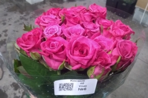 Роза Космик