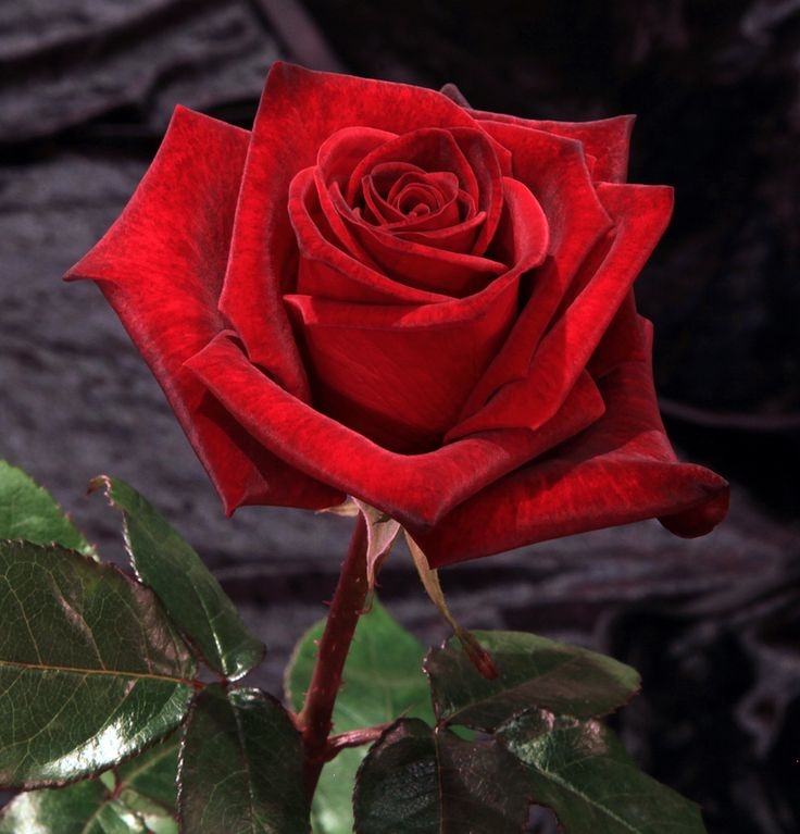 Роза Красная Магия 2