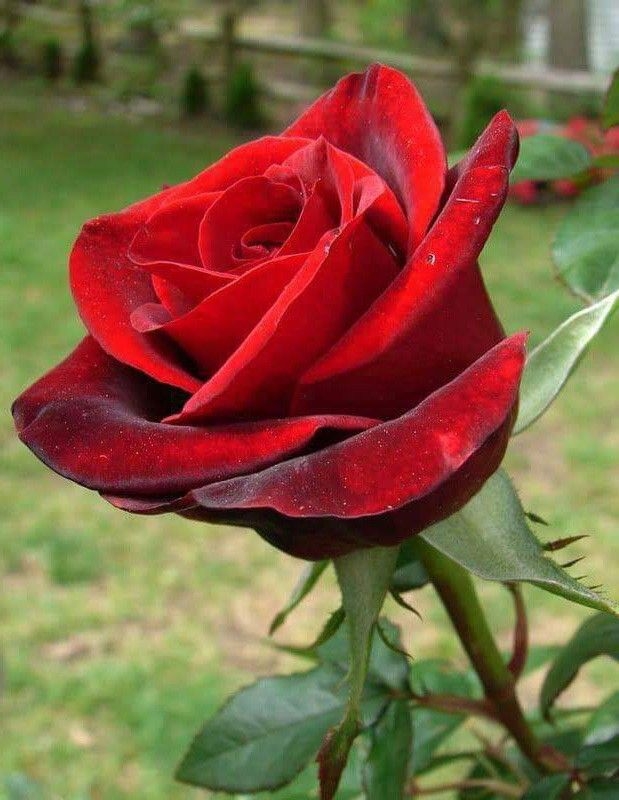 Роза Красная Магия 5