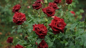 Роза Красная Магия