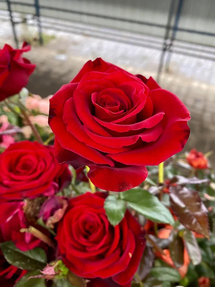 Роза Красная Магия 4