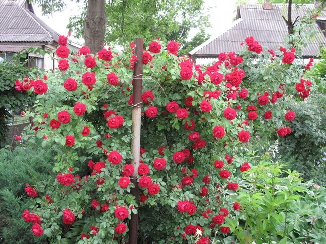 Роза Красный Маяк 2